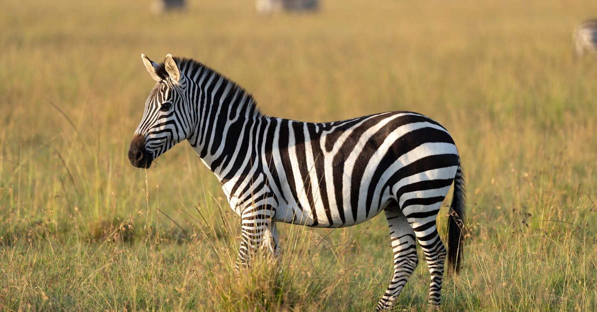 Masai Mara National Reserve