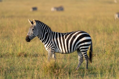 Free A zebra grazing peacefully in the Maasai Mara National Reserve, Kenya. Stock Photo