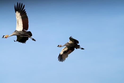 Two African grey crowned cranes gracefully flying against a clear blue sky in Kenya.