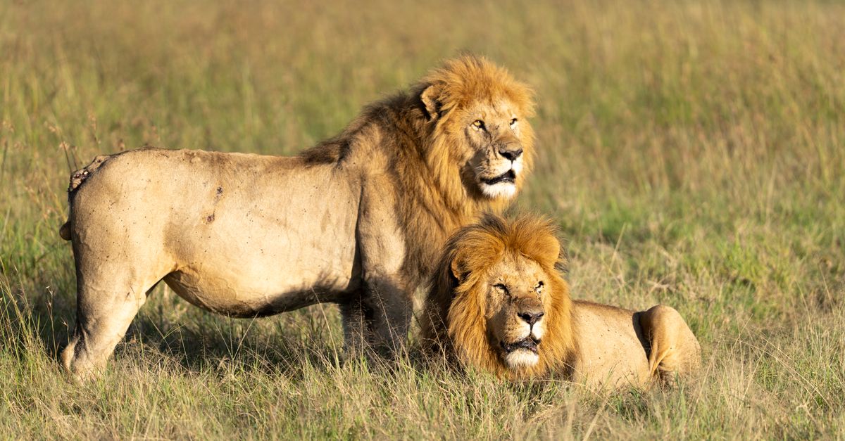 Les Meilleures Excursions Animalières en Afrique