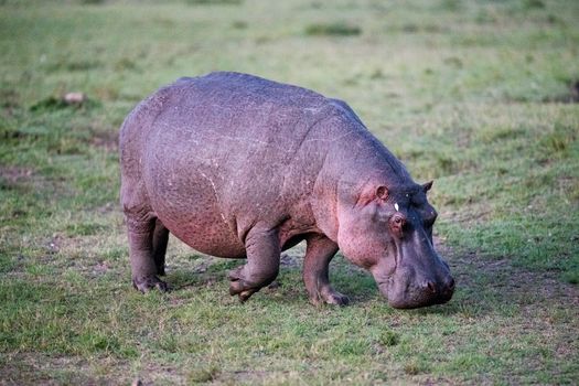 A majestic hippopotamus (Hippopotamus amphibius) grazing on grass in Kenya's natural habitat.