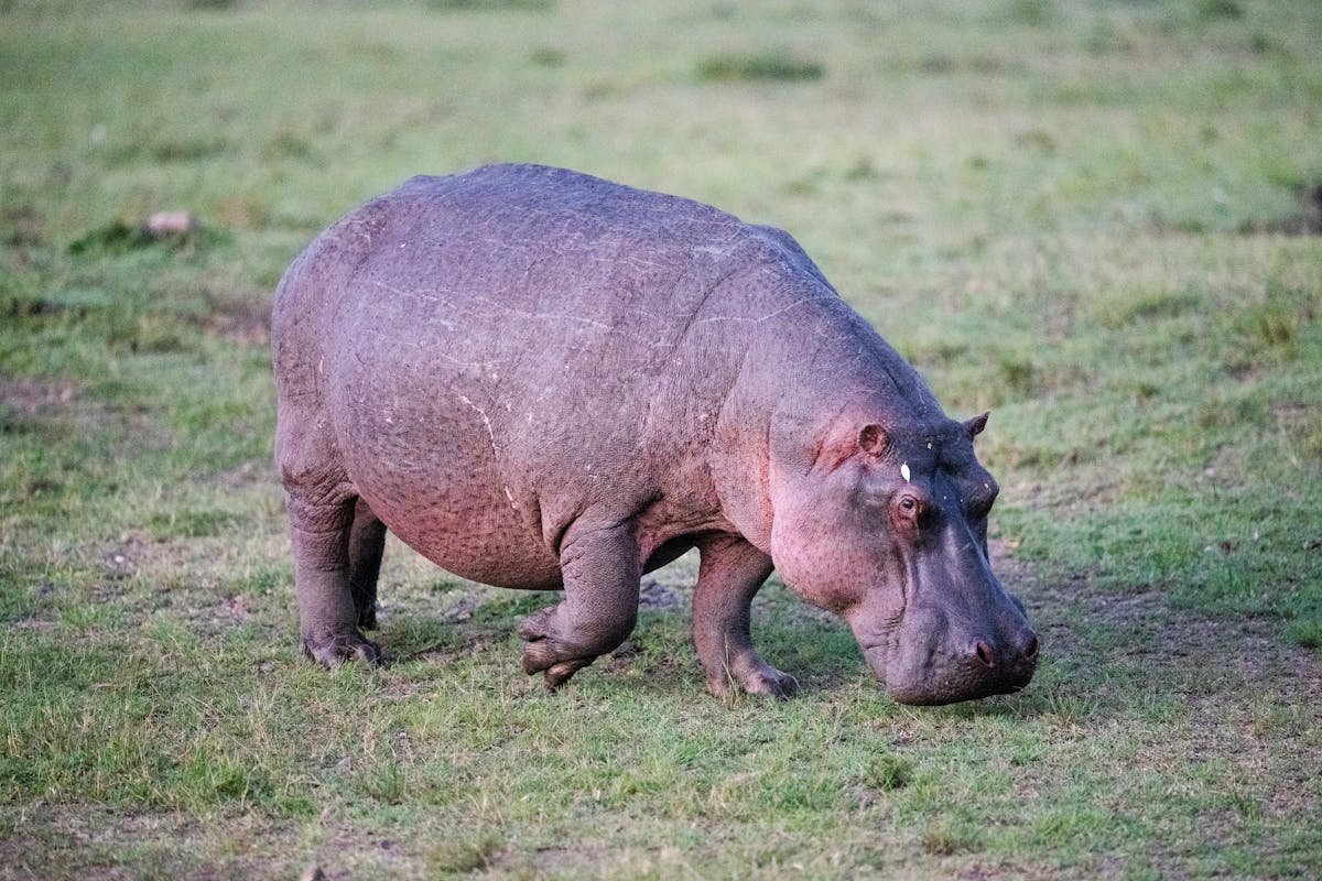 Hippopotamus Photos, Download The BEST Free Hippopotamus Stock Photos ...