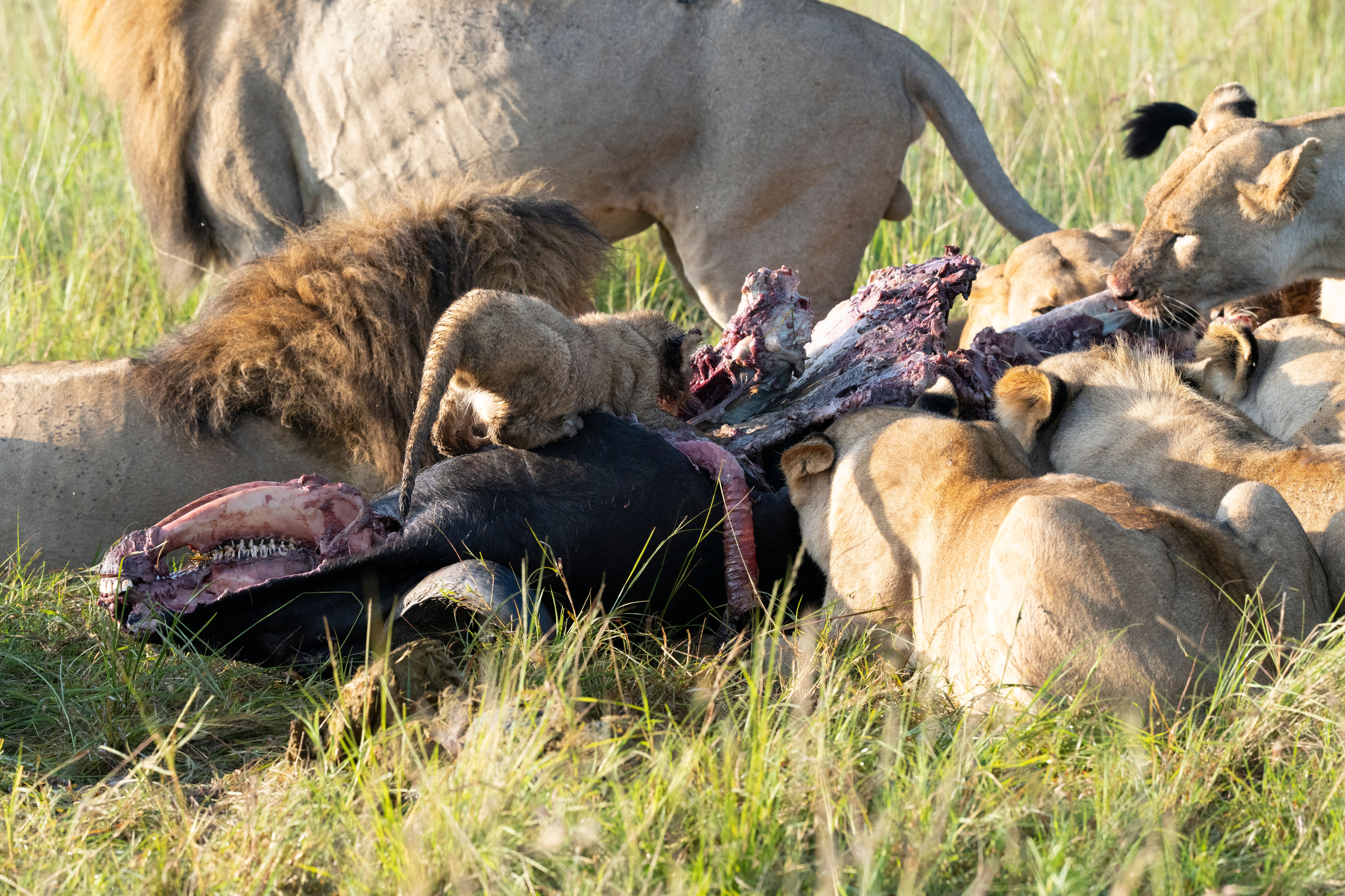 Chobe National Park & Riverfront