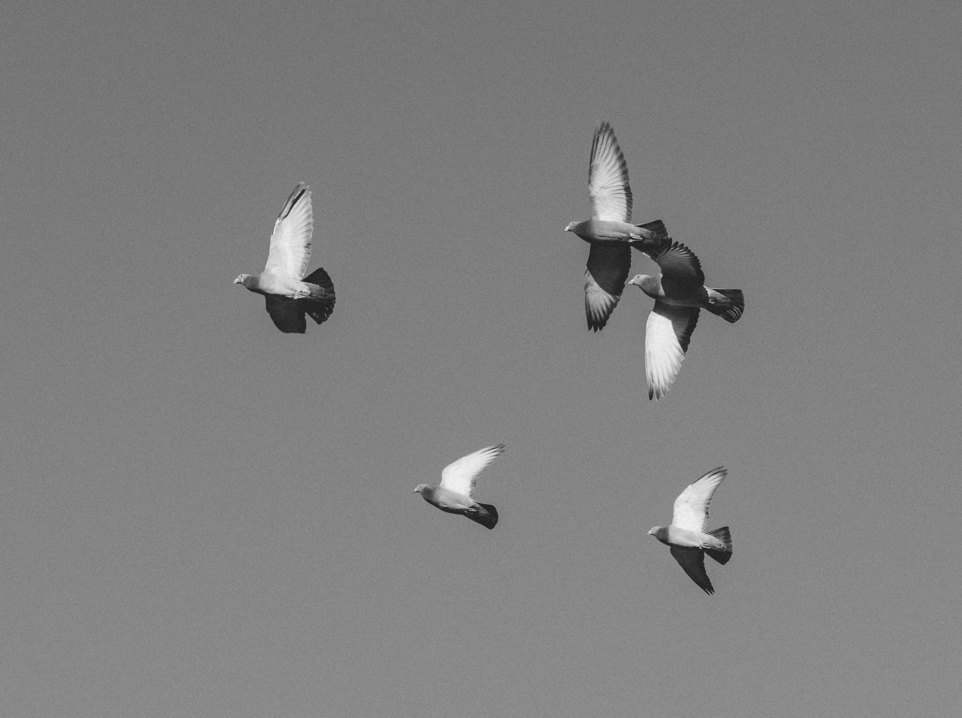 A captivating black and white photograph capturing a flock of pigeons in flight against a clear sky.