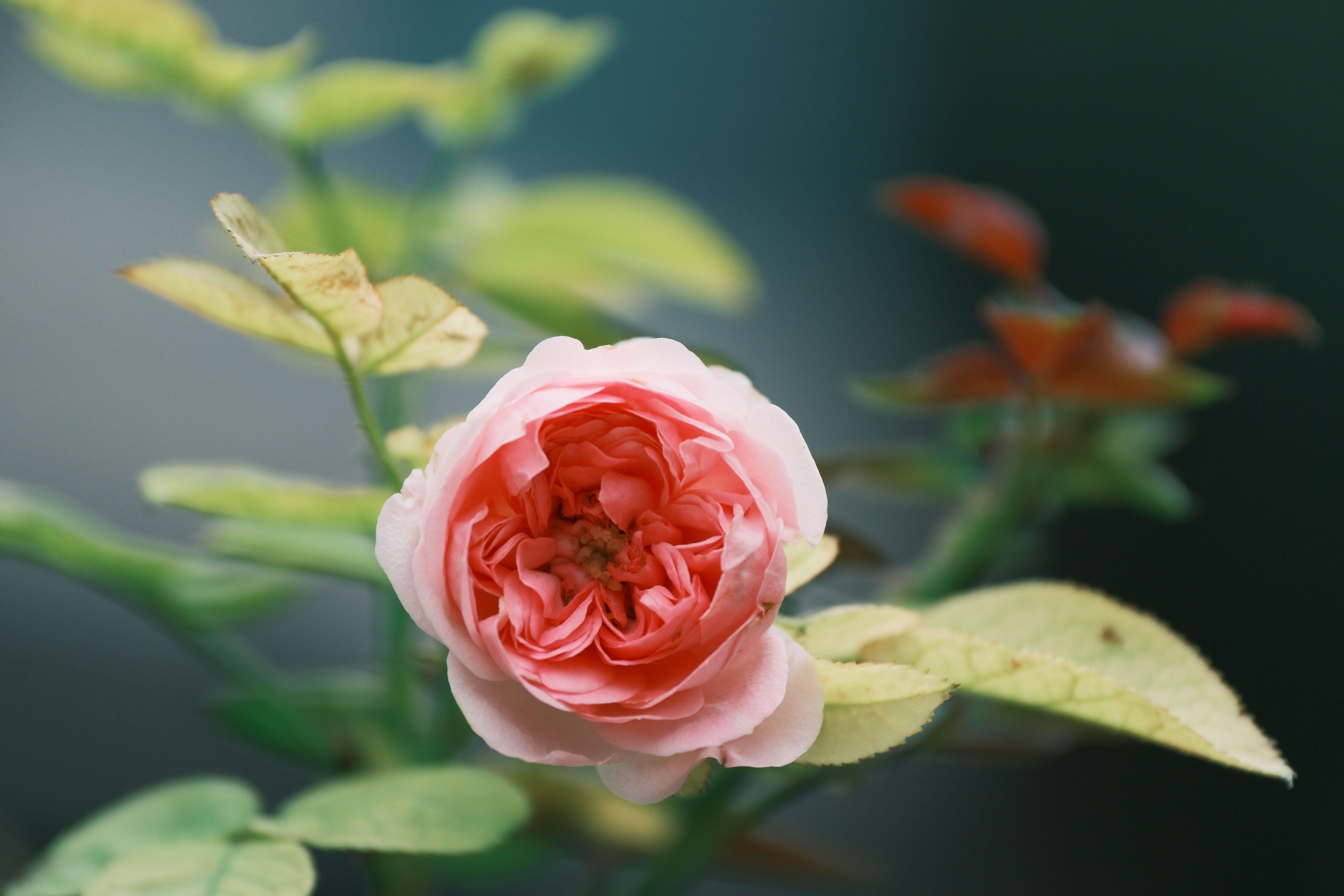 Close-up Intimate Portrait of Pink Rose Blossom · Free Stock Photo