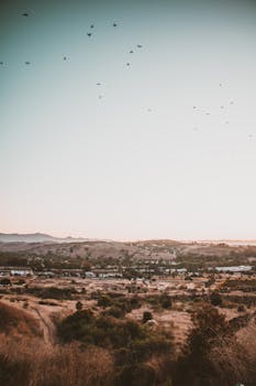日落时分，宁静的乡村景色中，鸟儿飞过山丘和树林