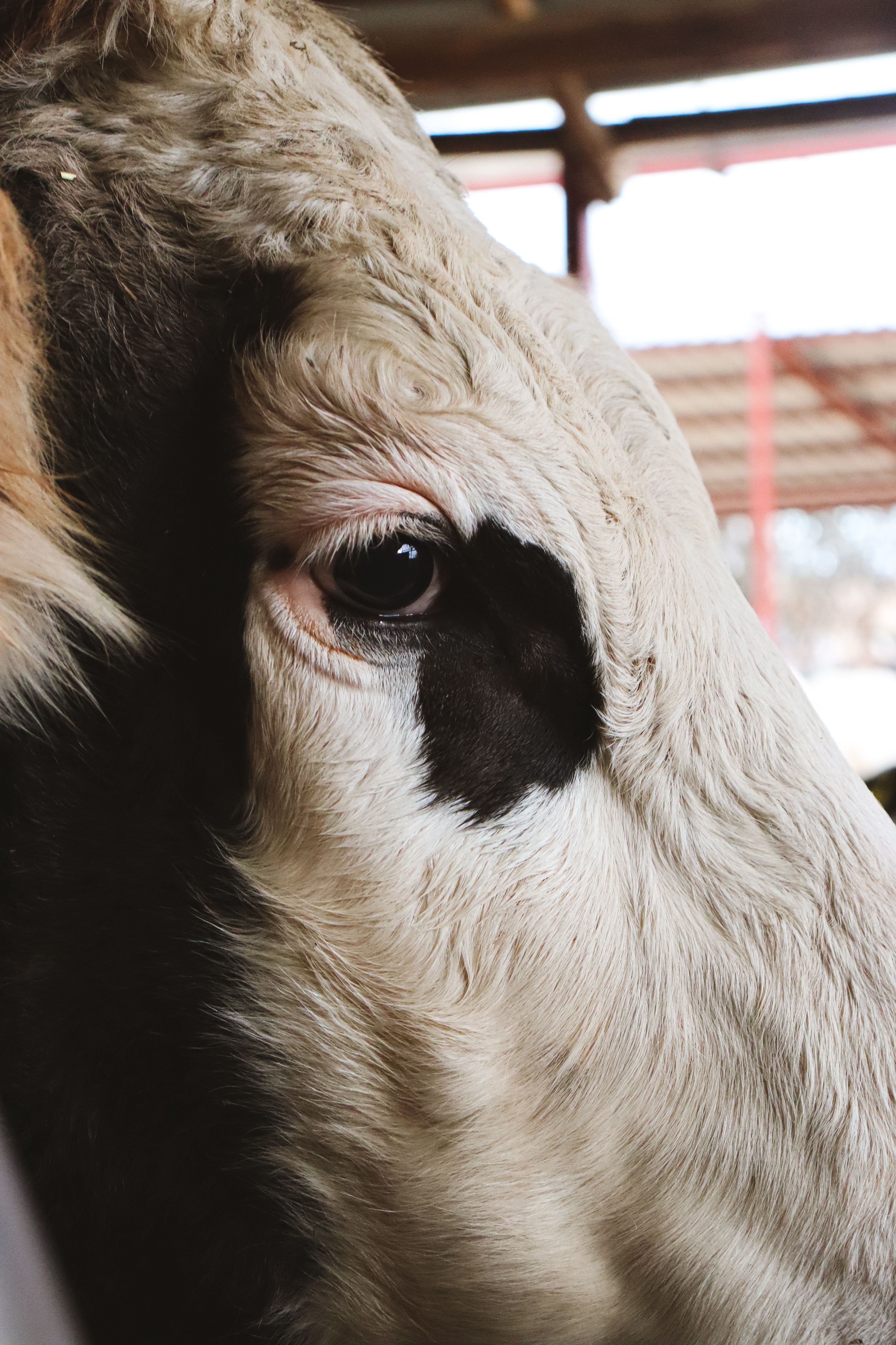 High-quality closeup image of a Holstein cow indoors, showcasing its distinct black and white patterns.