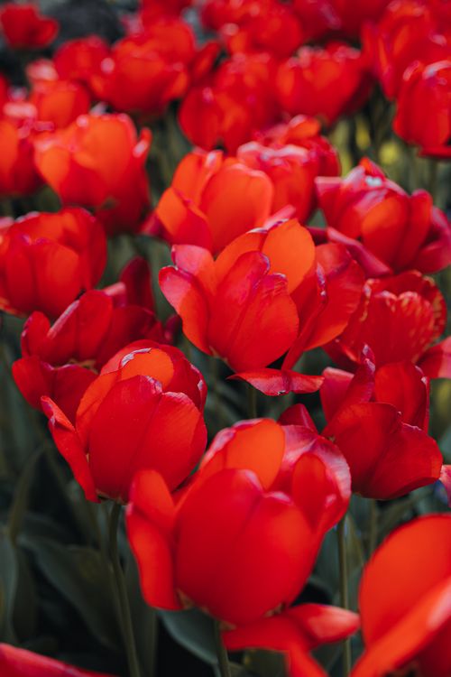Free Stunning close-up of vibrant red tulips in full bloom, showcasing natural beauty. Stock Photo