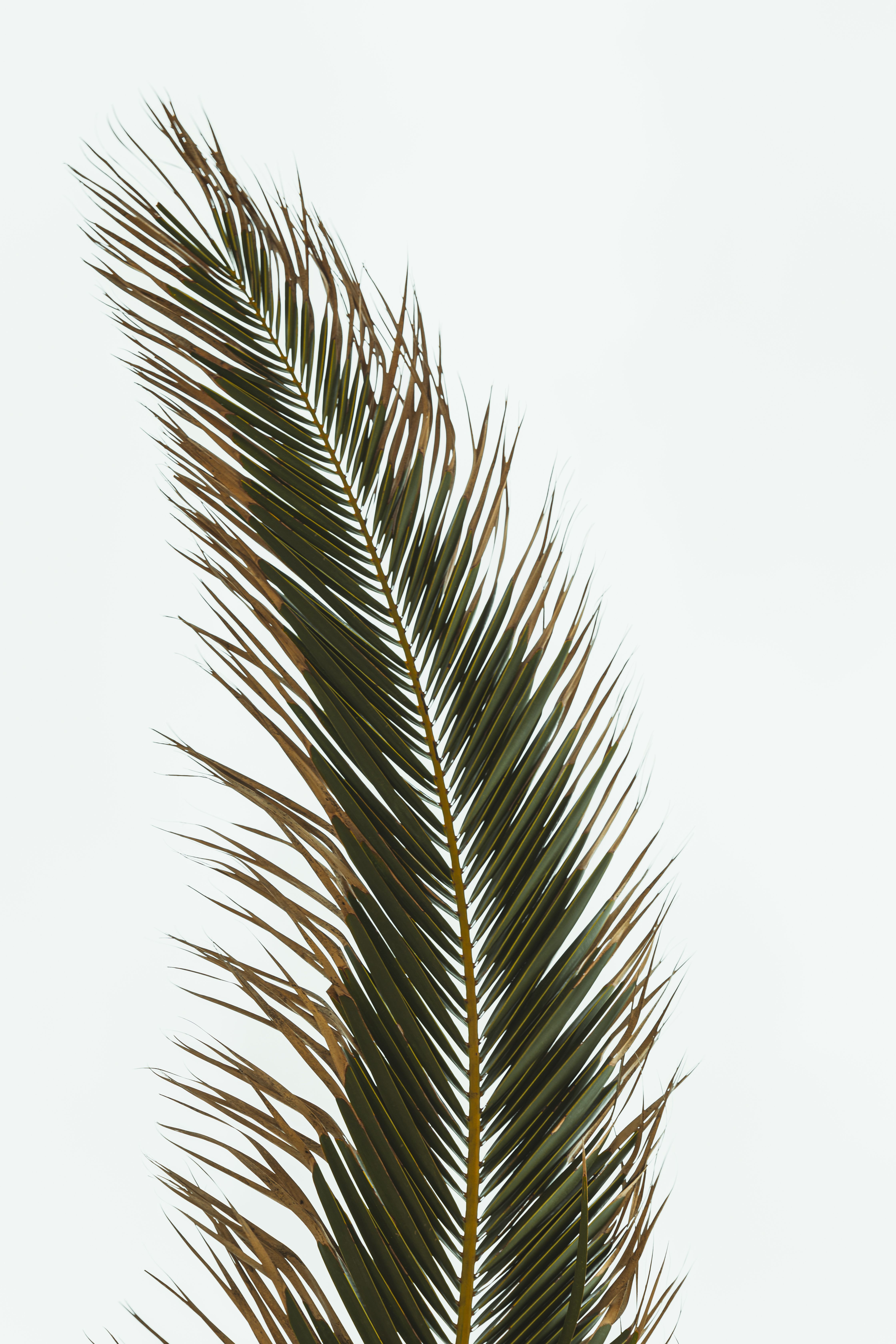 Single palm leaf in a minimalist style against a clear white background, highlighting nature's elegance.