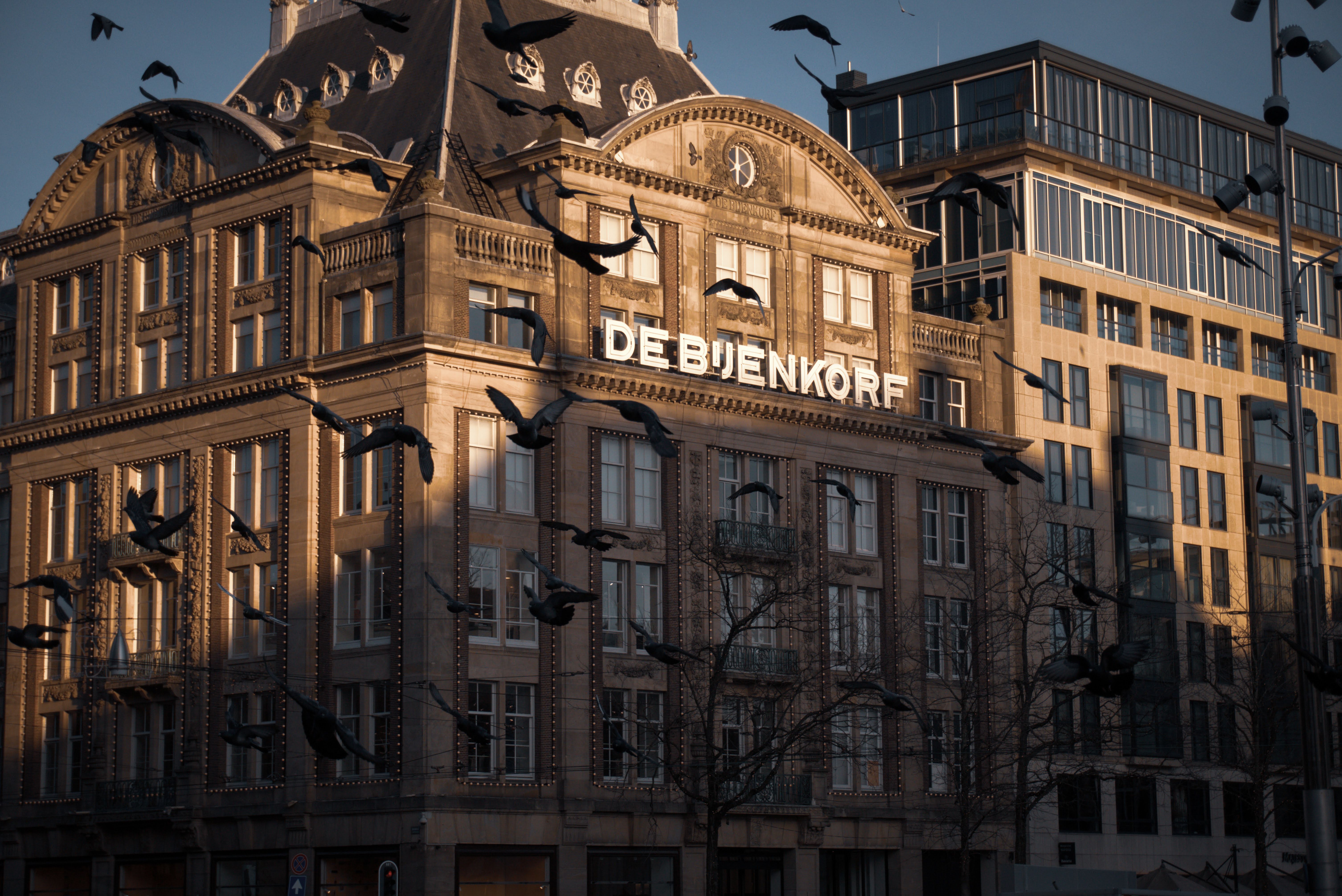 Elegant architecture of De Bijenkorf with flock of pigeons flying in Amsterdam.