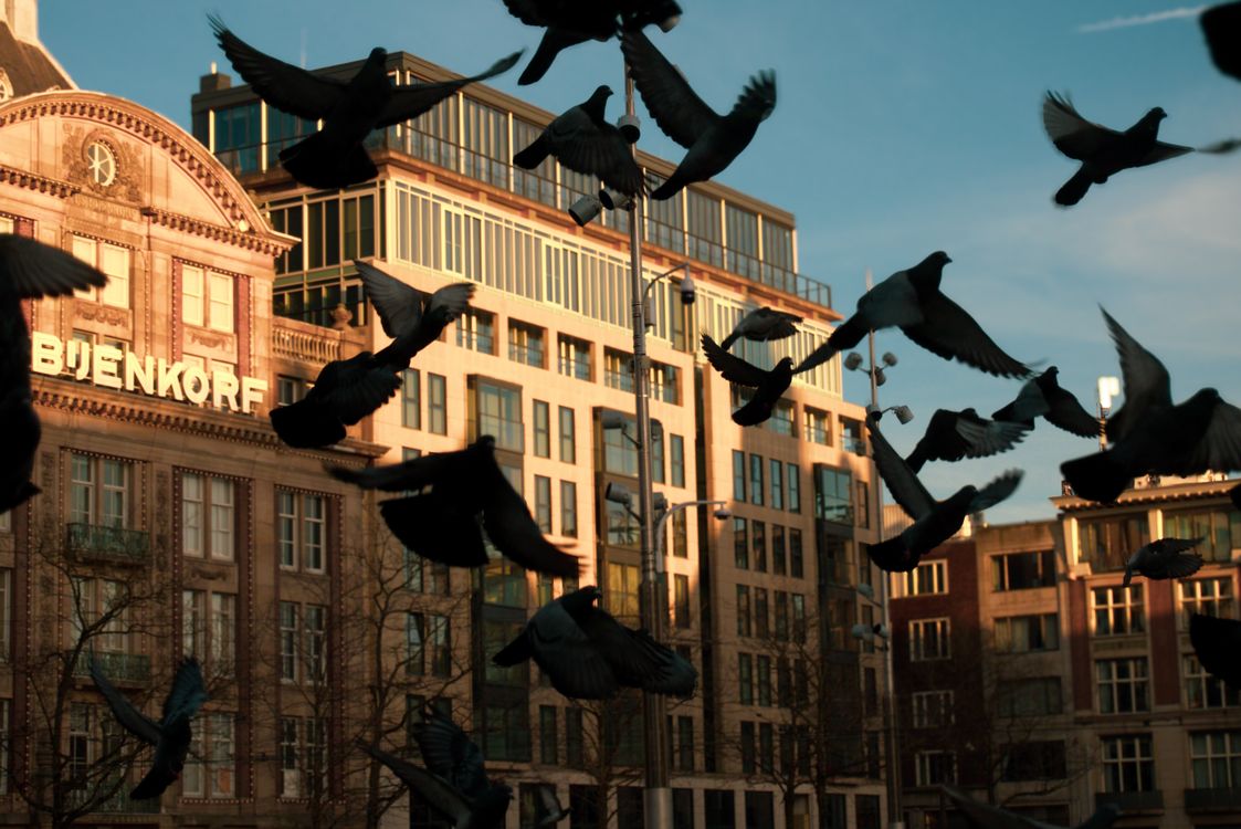 Pigeons In Flight At Bijenkorf Building In Amsterdam Free Stock Photo pigeons-in-flight-at-bijenkorf-building-in-amsterdam-free-stock-photo