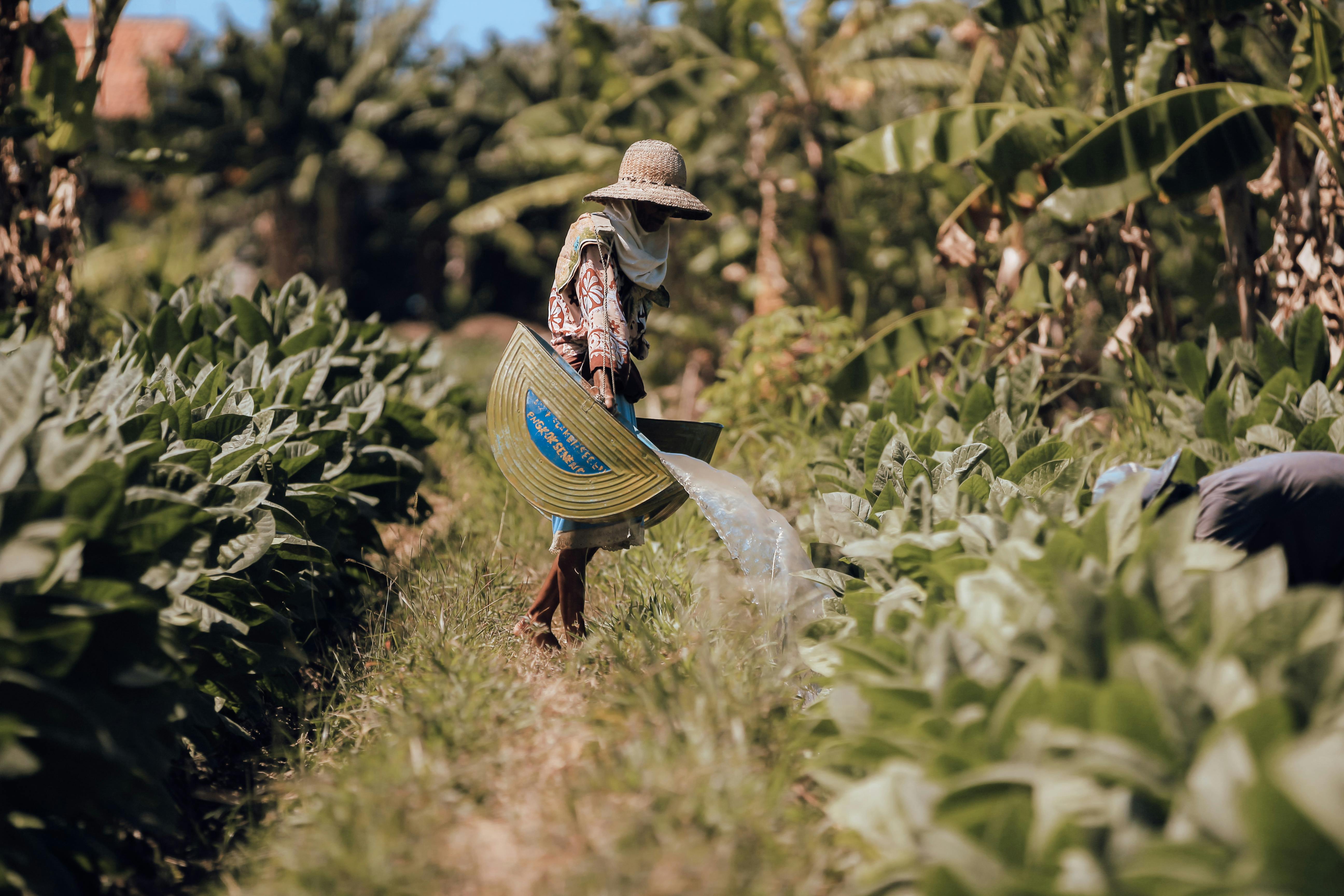 Free Farmer working in lush tobacco fields in East Java, Indonesia, highlighting traditional farming methods. Stock Photo