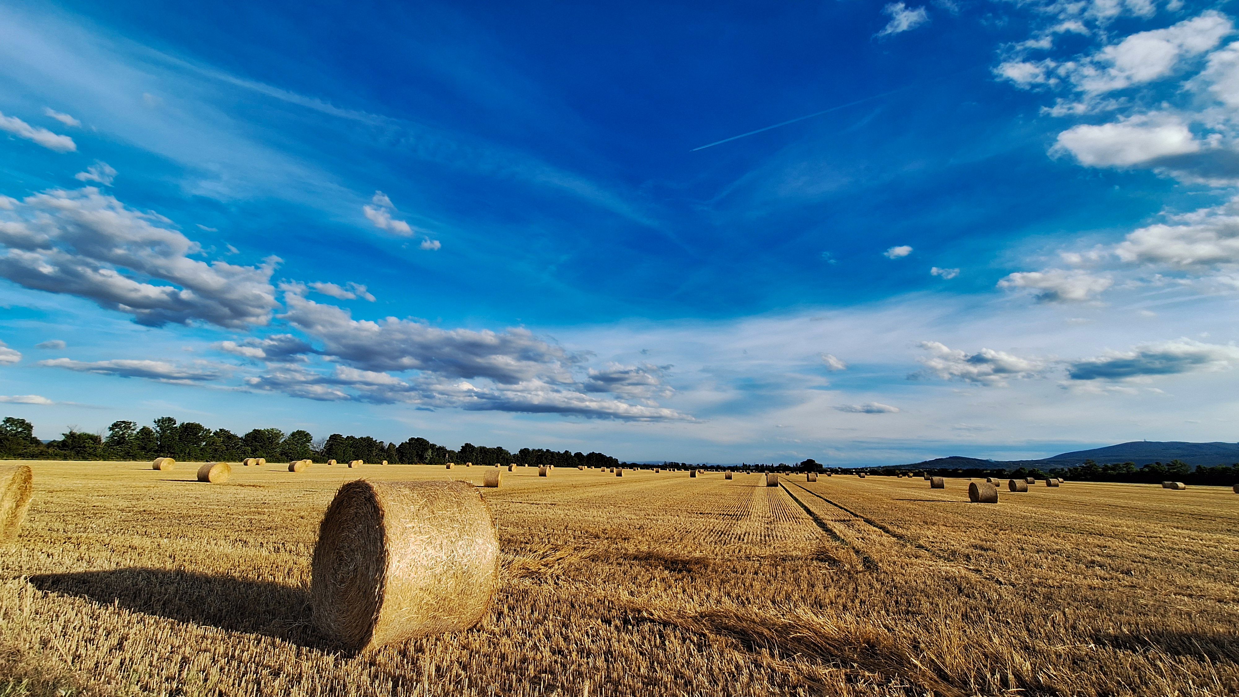 Golden Wheat Field with Hay Bales under Blue Sky · Free Stock Photo