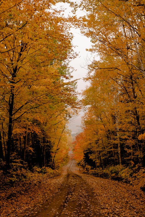 Free Yellow-leafed Trees Stock Photo