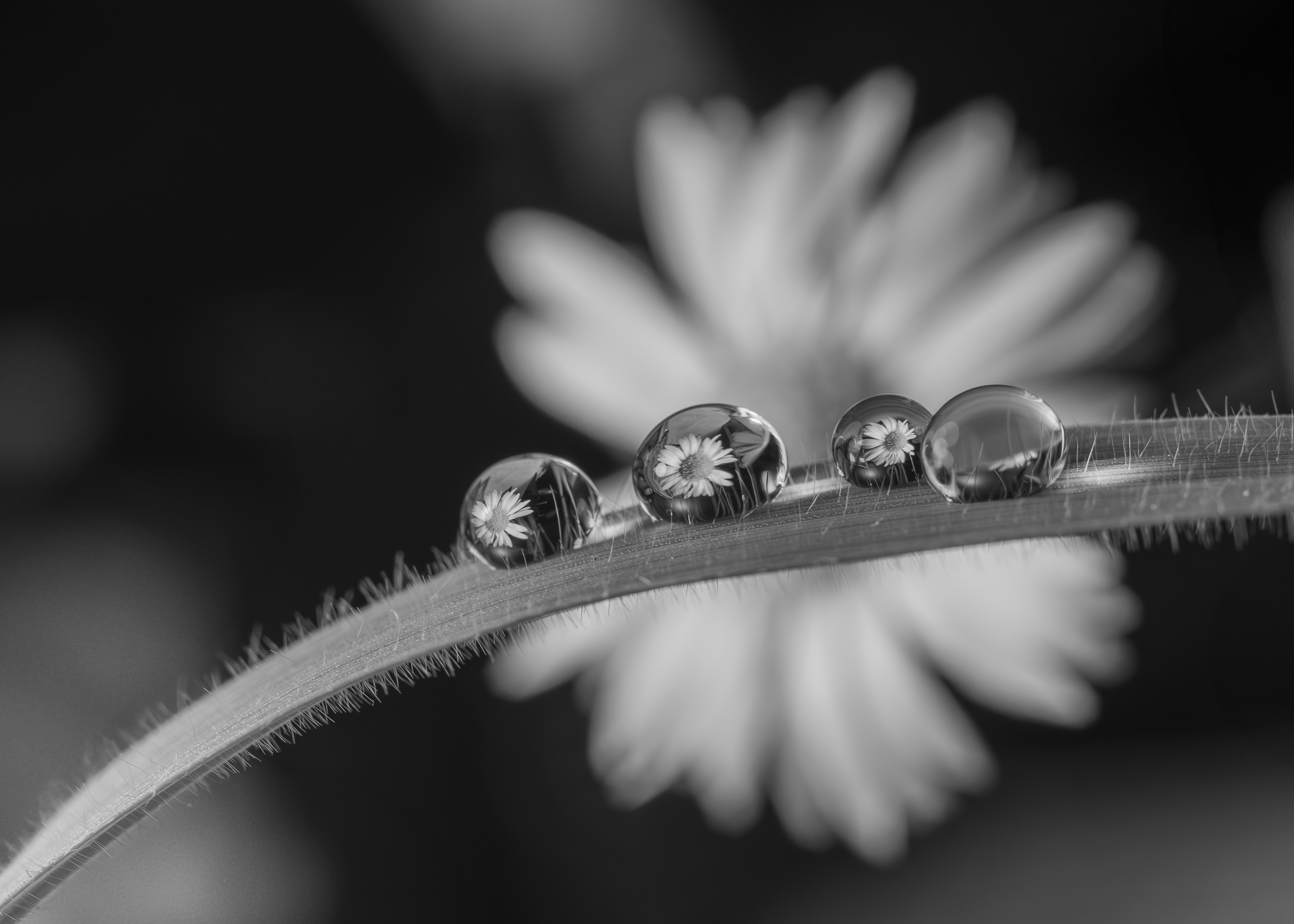 Macro shot of water droplets reflecting daisies in black and white.