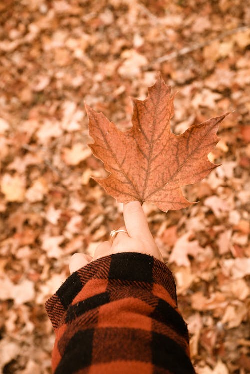 Free Person Holding Maple Leaves Stock Photo