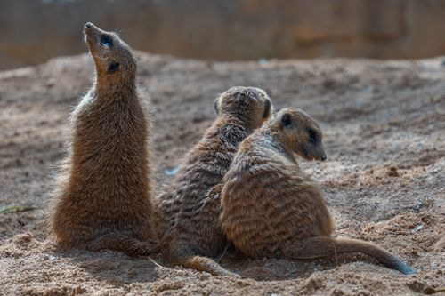 Free Three meerkats sitting on sand in Valencia Zoo, enjoying the sun in a natural setting. Stock Photo
