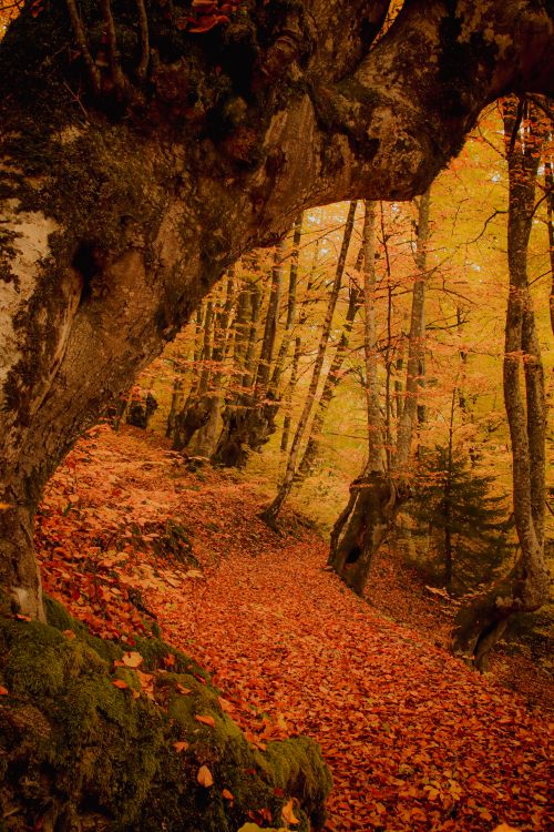 Free Discover a vibrant autumn forest path in Čajniče, Bosnia. Rich in colors and natural beauty. Stock Photo