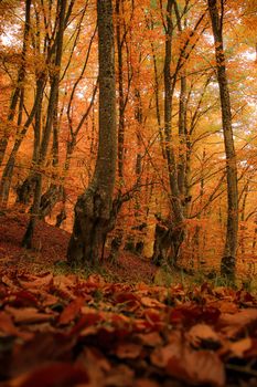 Explore the vibrant autumn colors of a serene forest in Čajniče, Bosnia and Herzegovina.