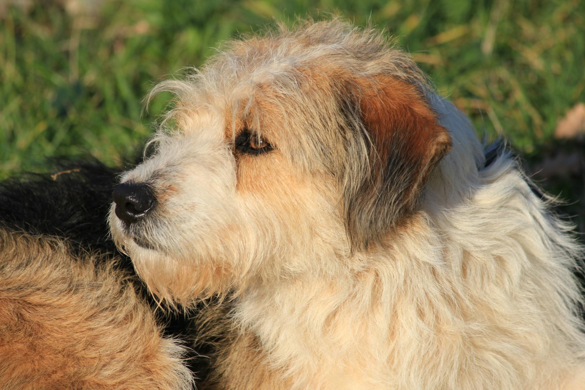 Een gedetailleerd zijprofiel van een harige hond die buiten geniet van de zon.