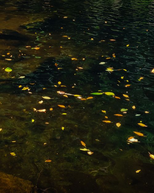 Free Calm river with scattered leaves floating gently on the water. Stock Photo