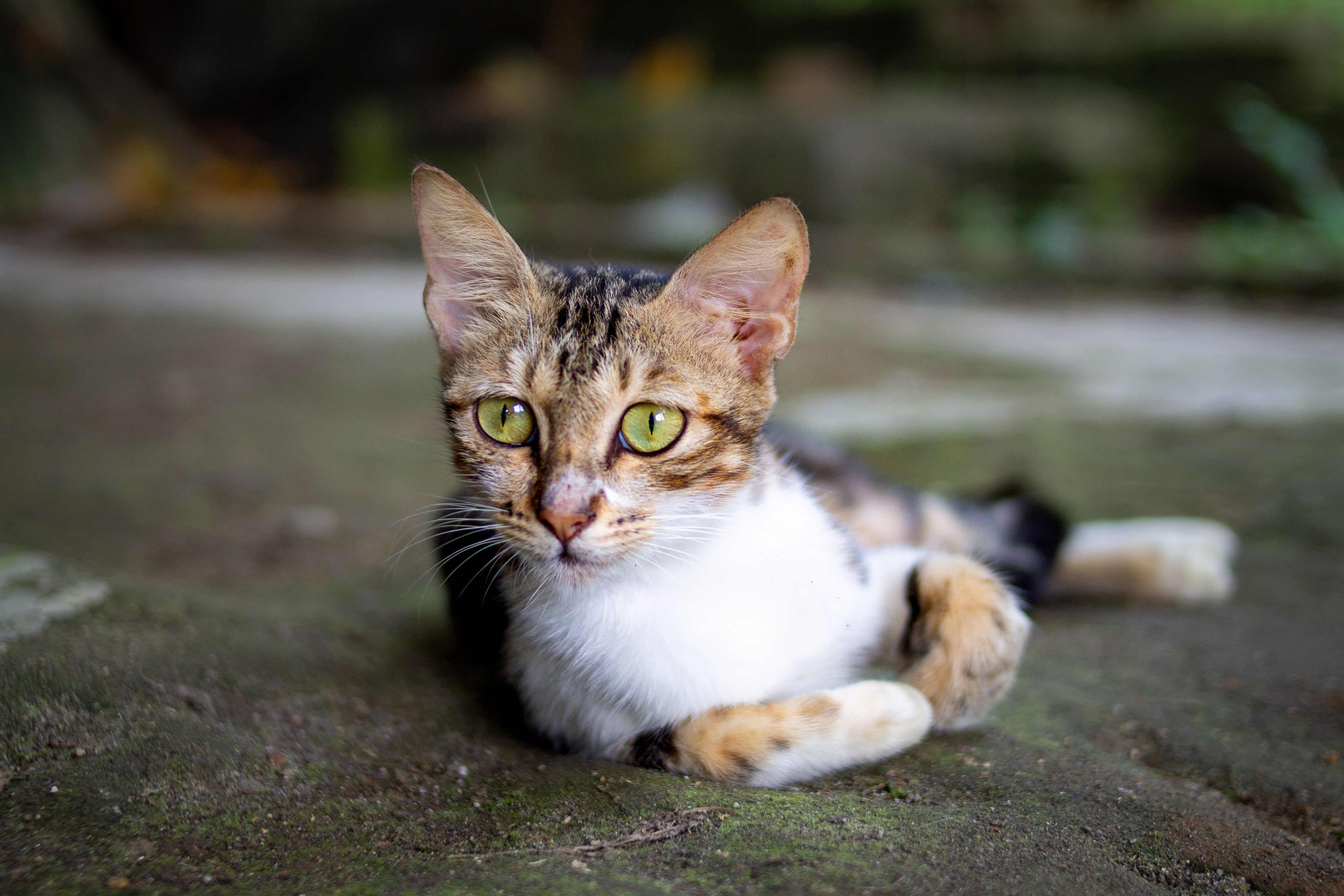 Close-Up of a Relaxing Tabby Cat Outdoors · Free Stock Photo