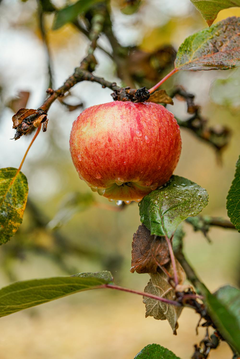 Autumn Apple Crisp Autumn Apple Crisp
