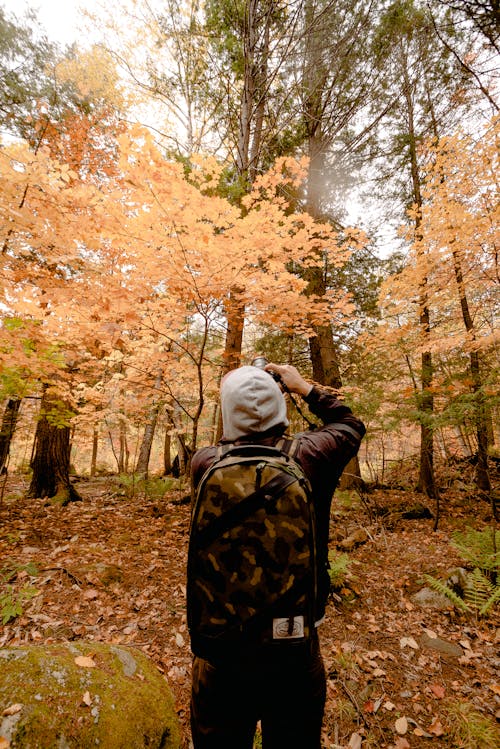 Free Yellow Trees Stock Photo