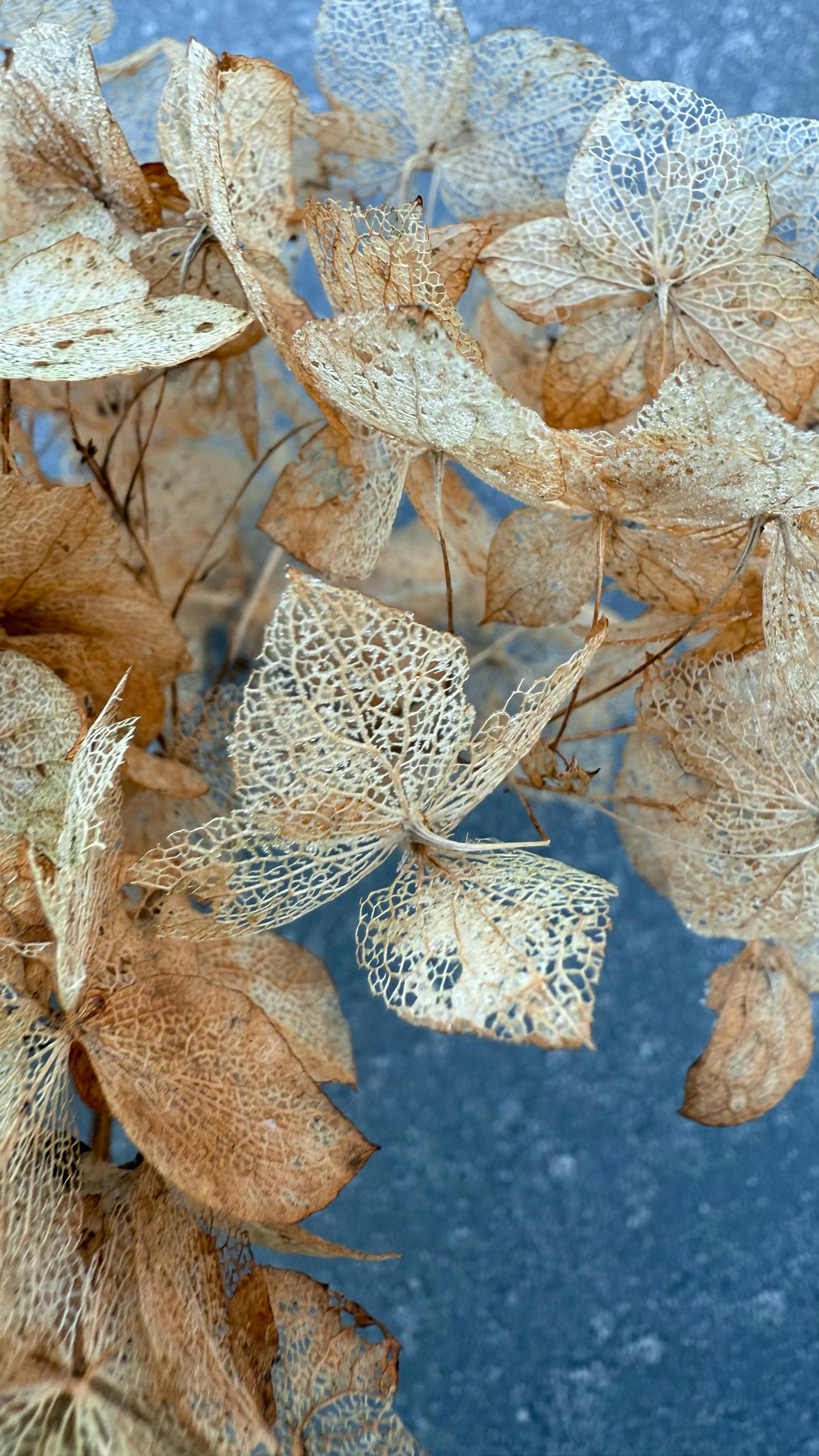 delicate decay of winter hydrangea in latvia