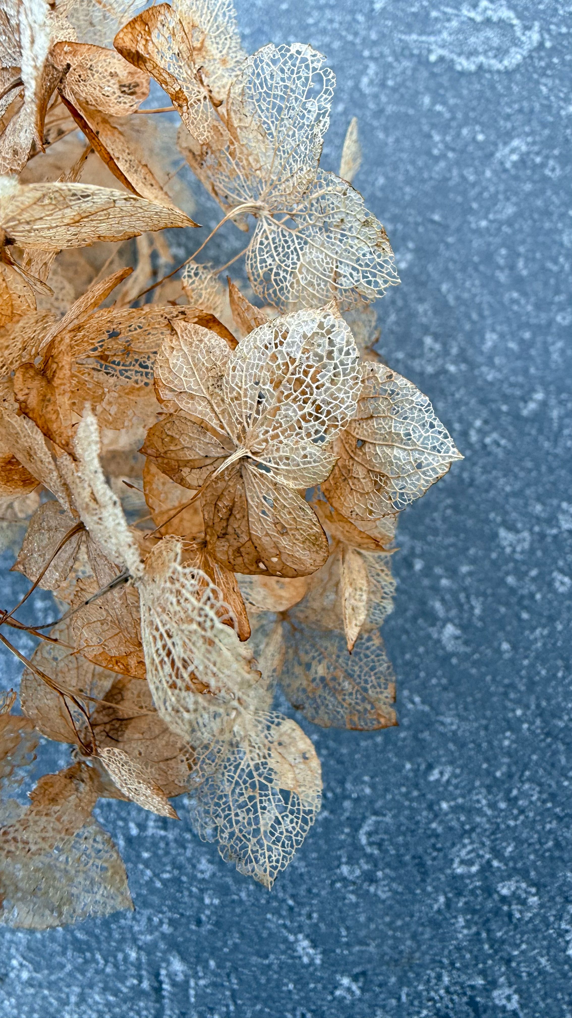 Ethereal Hydrangea Skeletons in Frosty Morning · Free Stock Photo