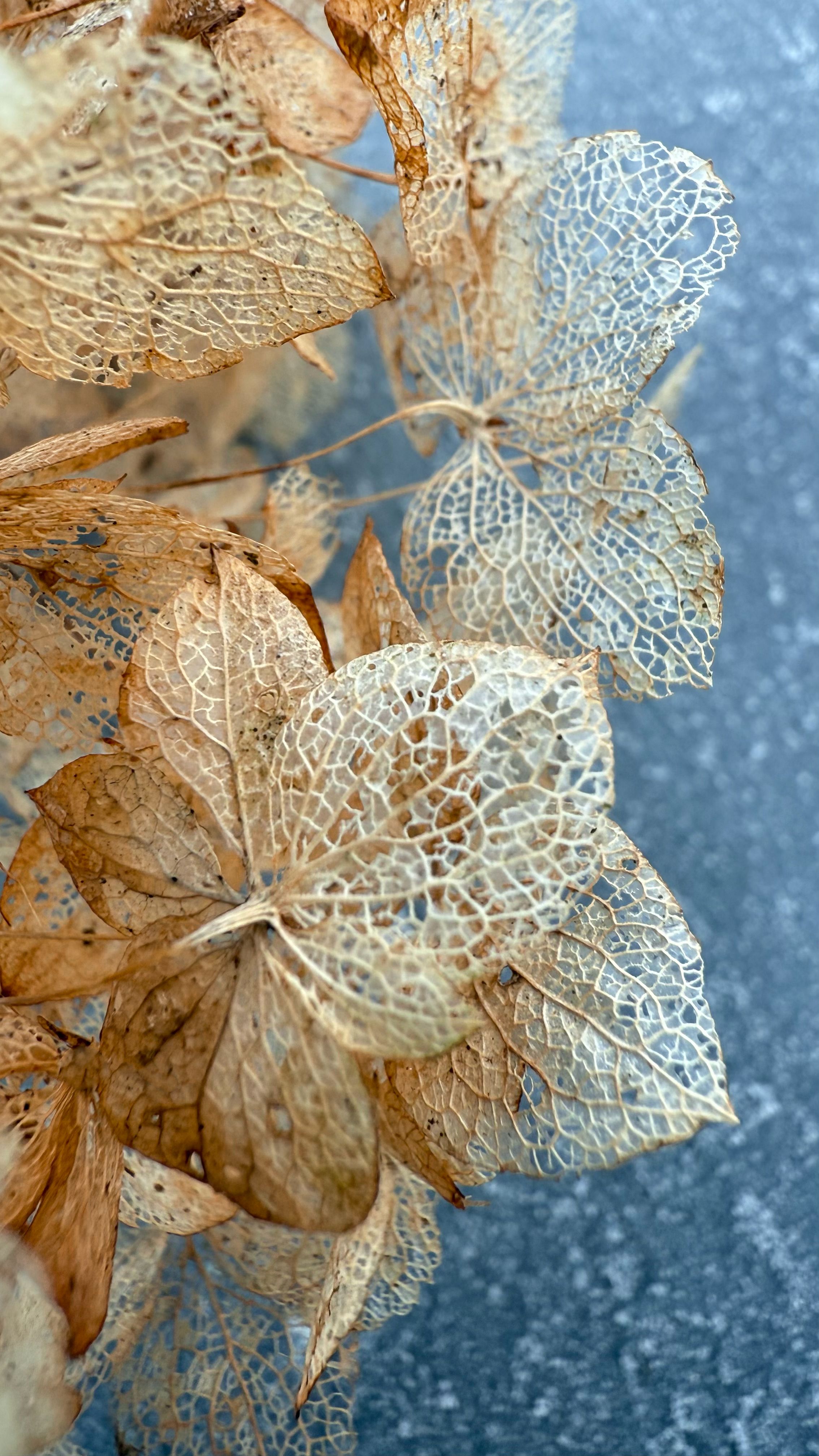 Delicate Decay of Hydrangea Skeleton Leaves · Free Stock Photo