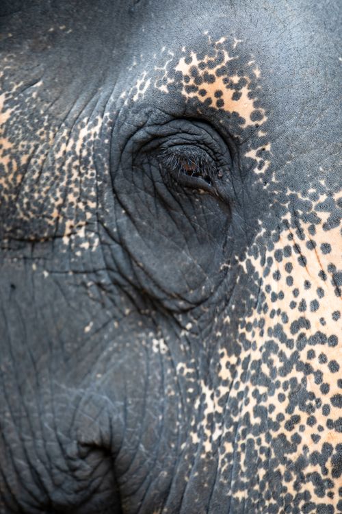 Free Detailed close-up of an elephant's eye and skin texture showing natural patterns. Stock Photo