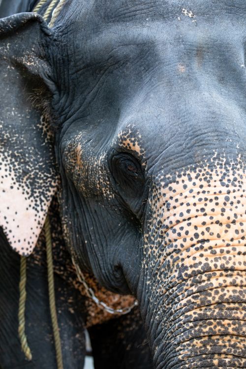 Free Detailed portrait of an Asian elephant showcasing its textured skin and eye. Stock Photo