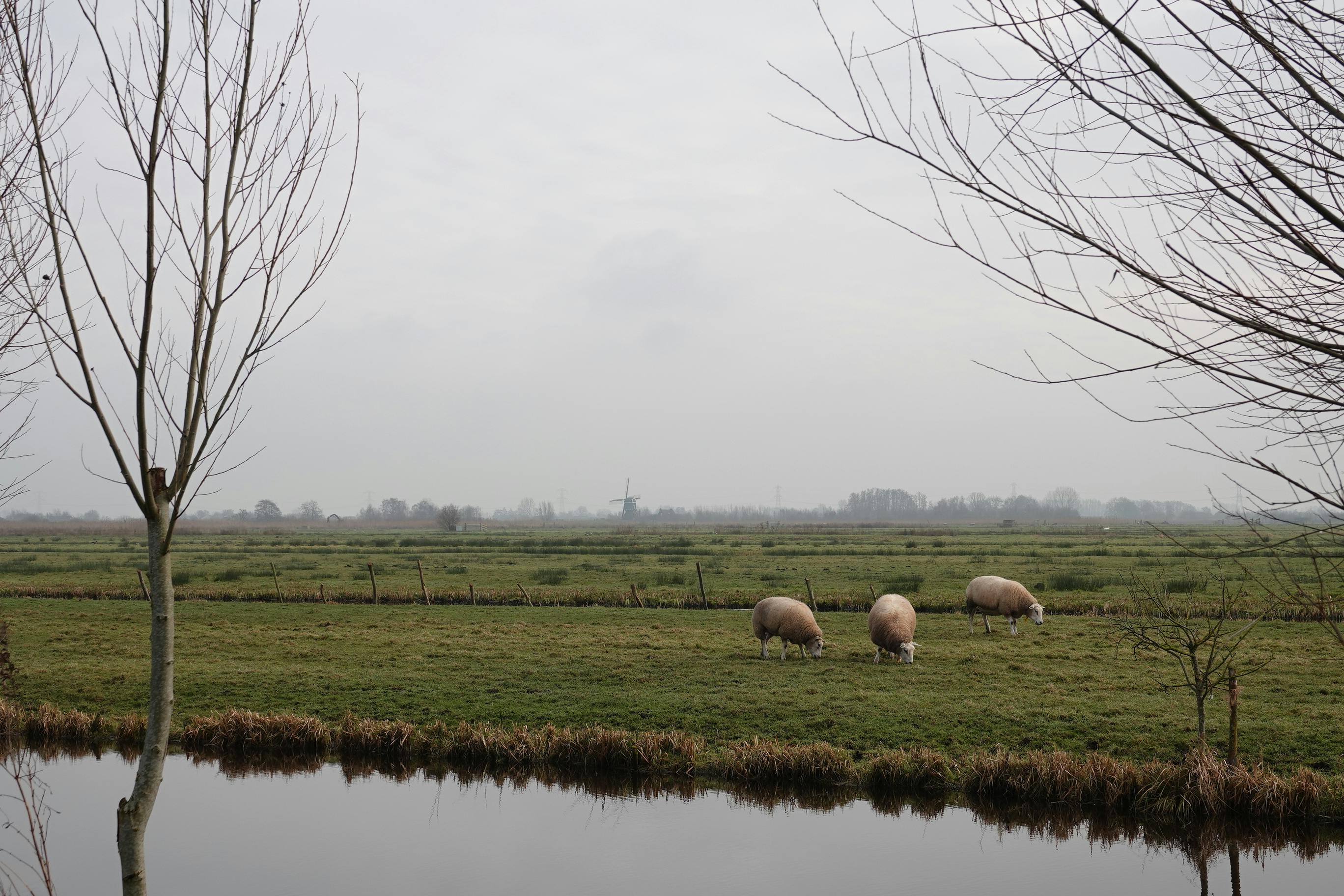 Polderlandschap Woerdense Verlaat
