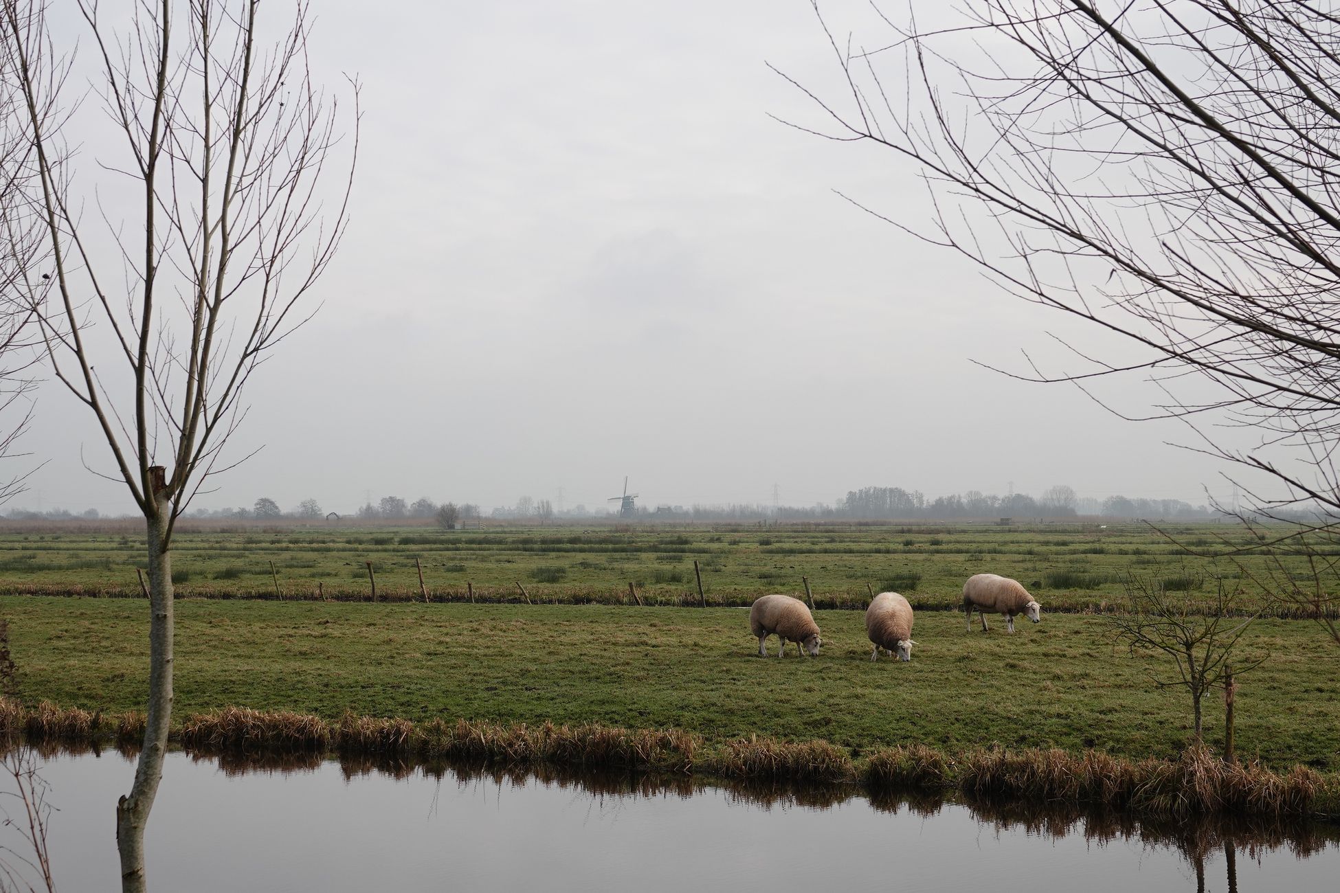 Schapenhouder betwist rapport over wolvenhekken