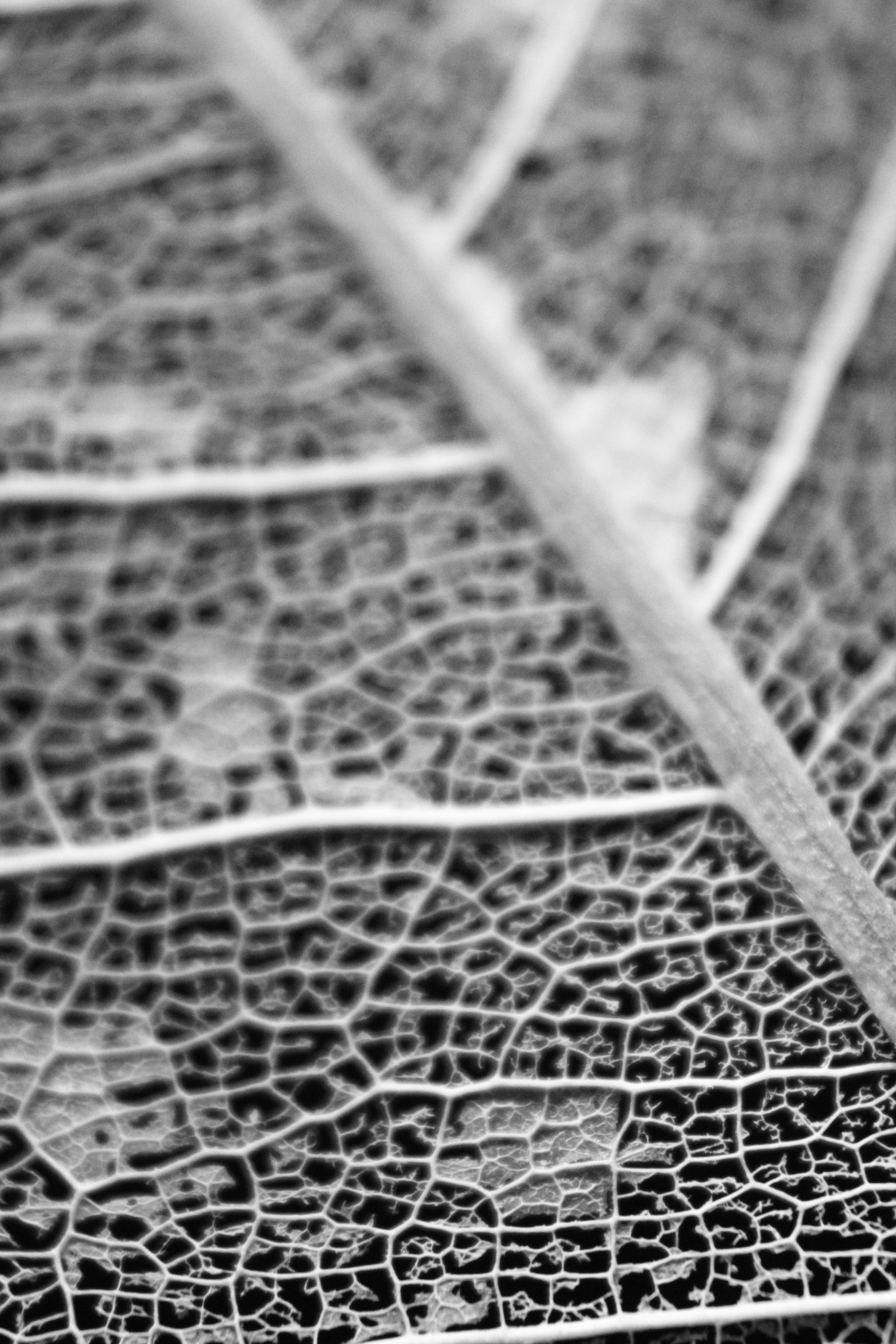 Detailed black and white close-up of leaf veins highlighting intricate patterns.