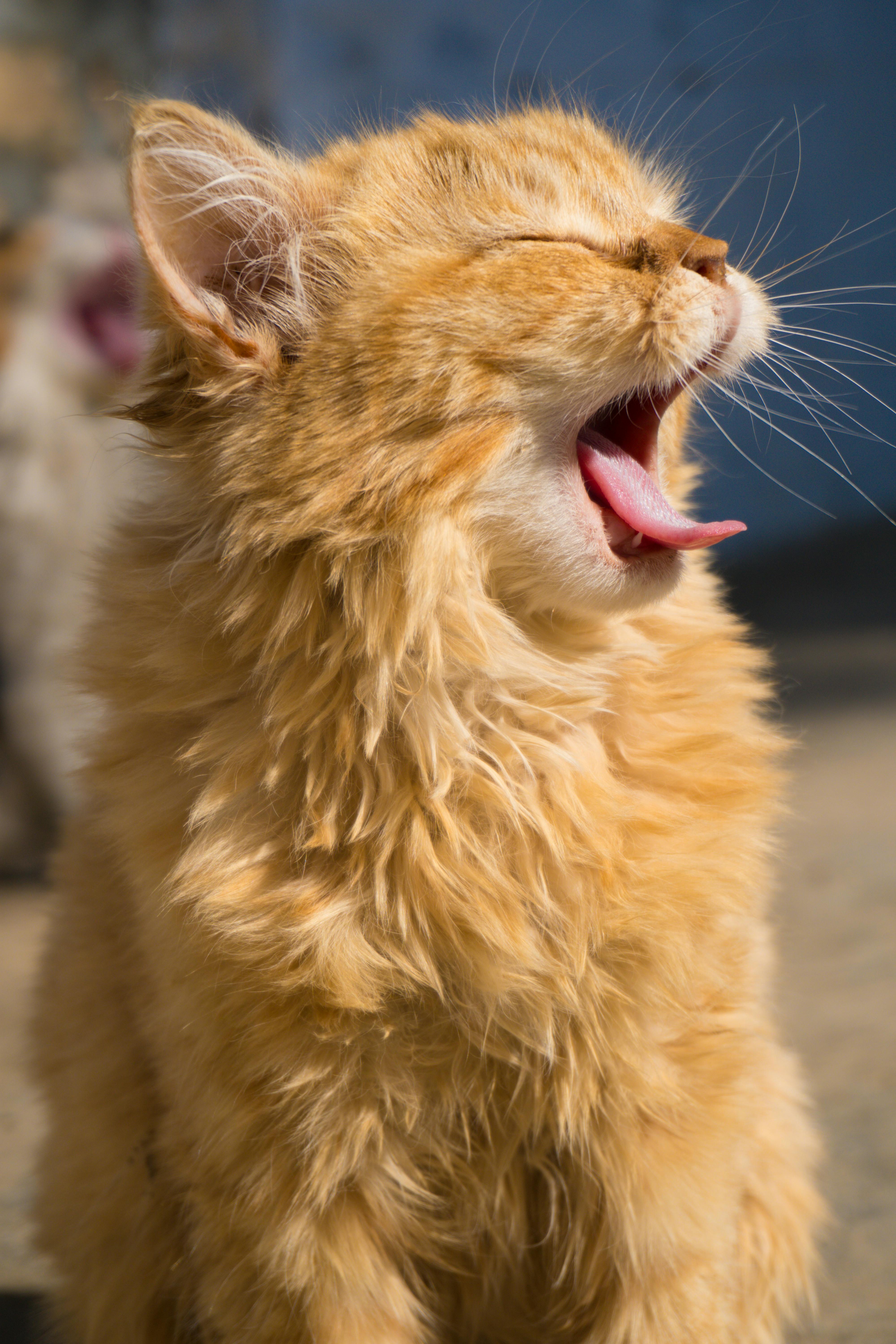 Funny cat yawning