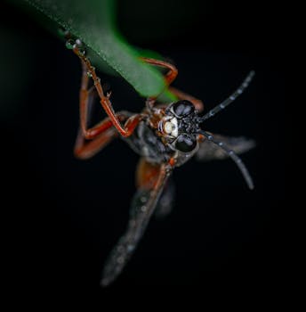 黑色背景下，昆虫在树叶上的特写镜头，展现宏观摄影的细节