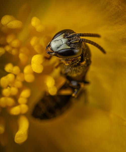 無料 花粉を集める蜂 写真素材