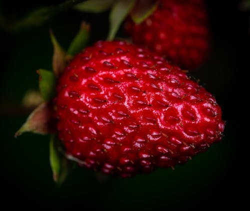 Photo En Gros Plan D'un Fruit De Fraise Rouge