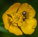 宏观镜头下，一只大黄蜂正在户外亮黄色花朵上采集花粉