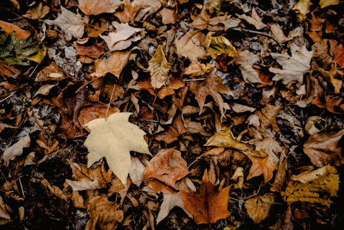 Free Dry Maple Leaves Stock Photo