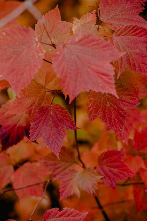 Red Leaves