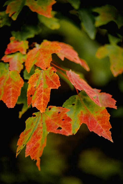 Free Close-up Photography of Leaves Stock Photo