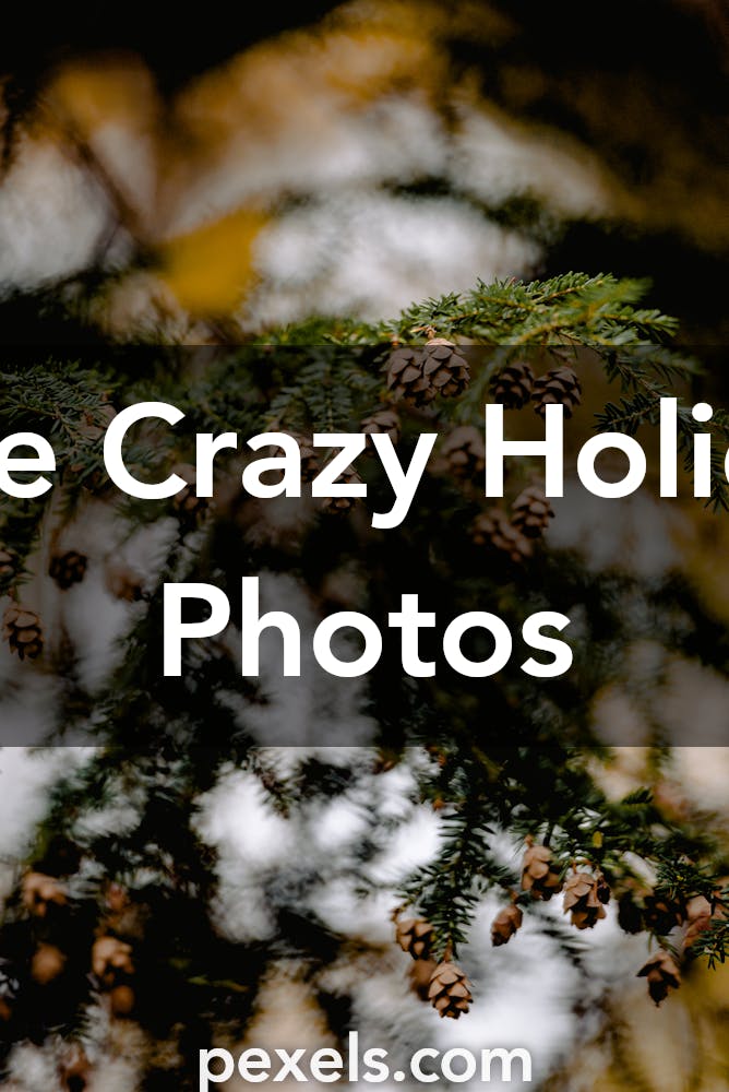 500 Beautiful Crazy Holiday Photos · Pexels · Free Stock Photos
