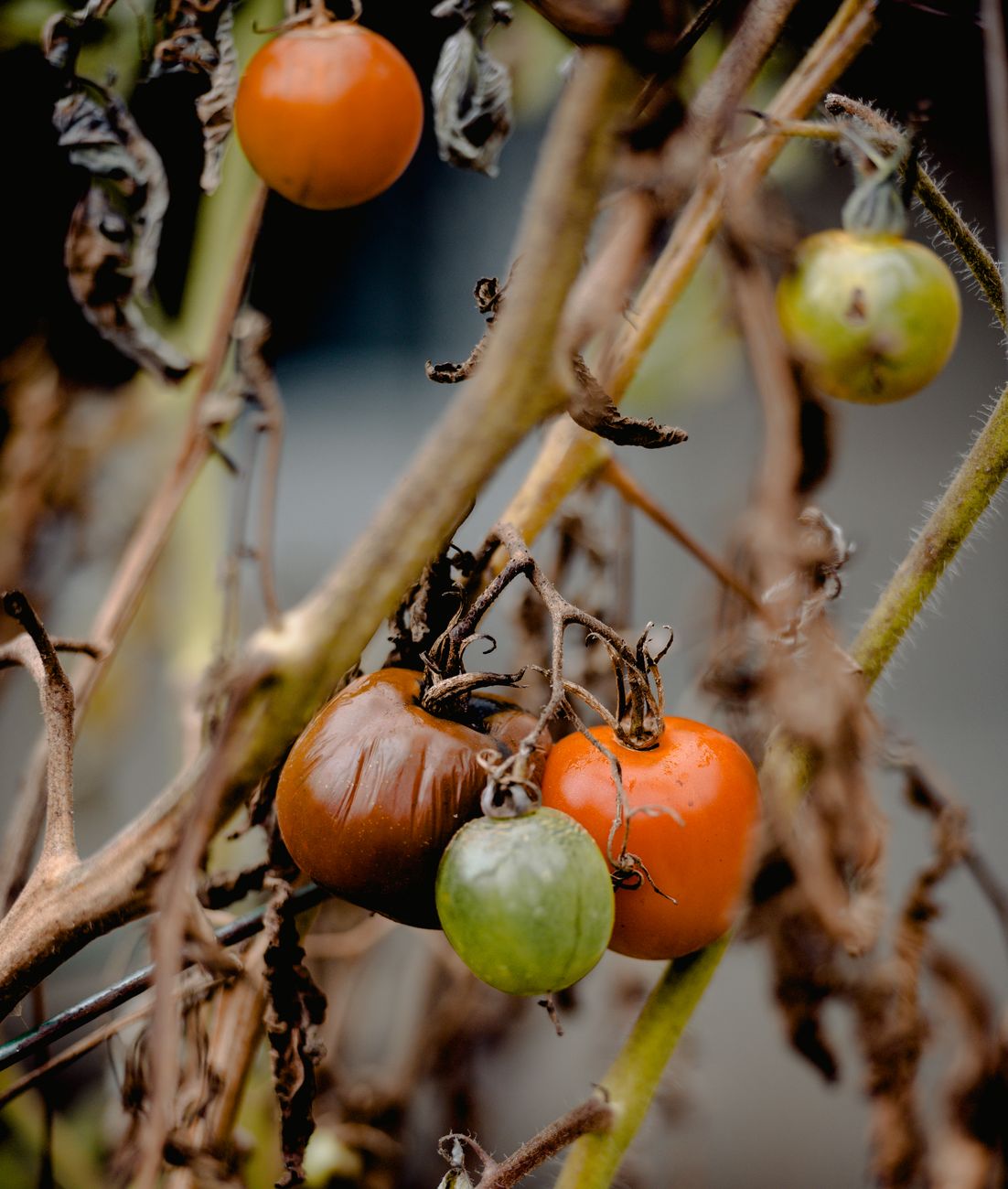 early blight tomato symptoms UK