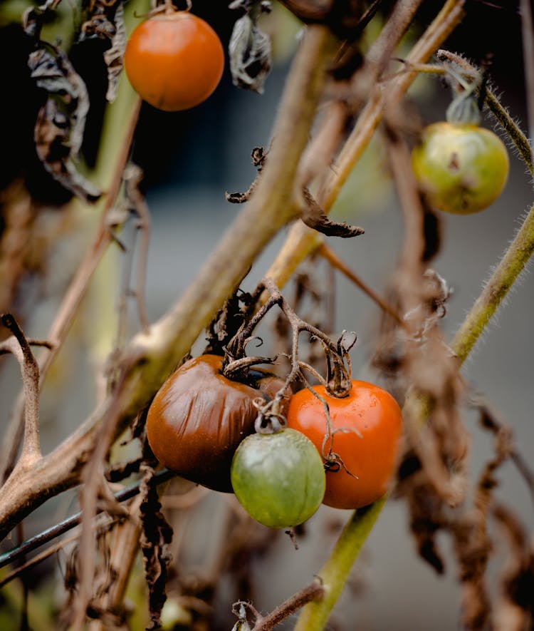 Tomato Tree