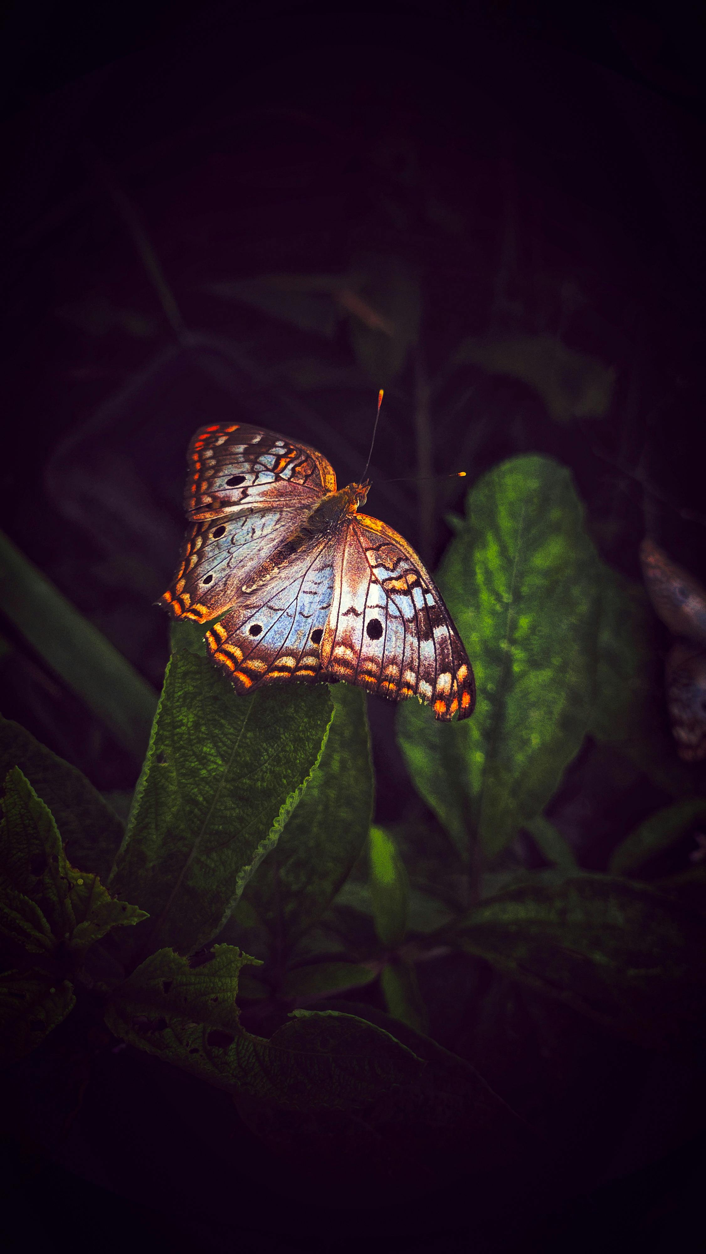 Colorful Butterfly on Leaf in Nature · Free Stock Photo, image size:2252x4000
