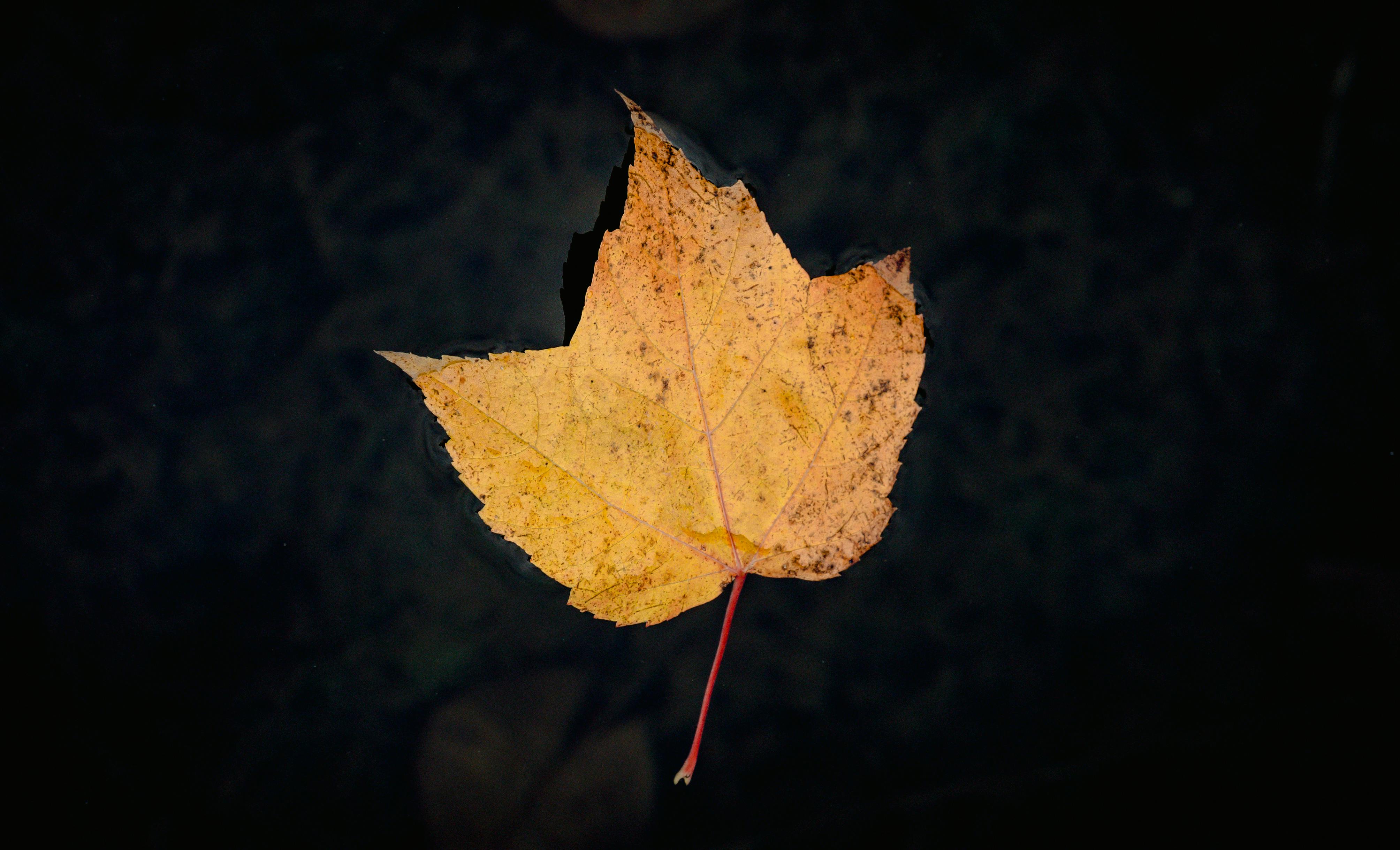 Скачать Фото Осеннего Листа