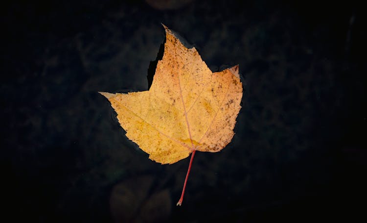 Fall Leaf